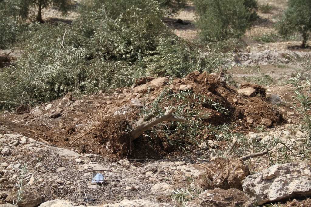 Les forces d’occupation israéliennes coupent 95 oliviers près de Bethléem