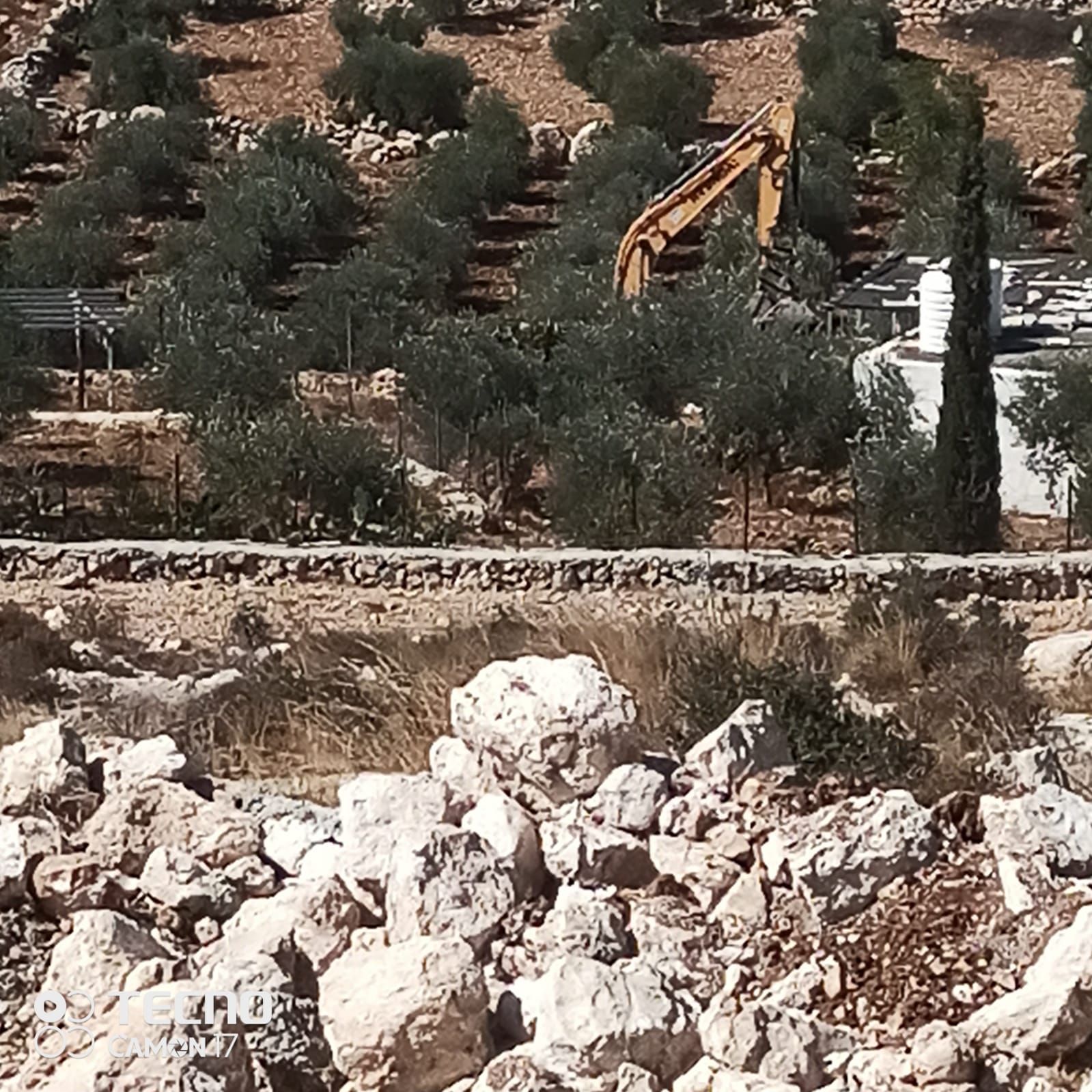 Hébron : les forces de l’occupation ravagent 20 dunnums et déracinent 600 arbres  