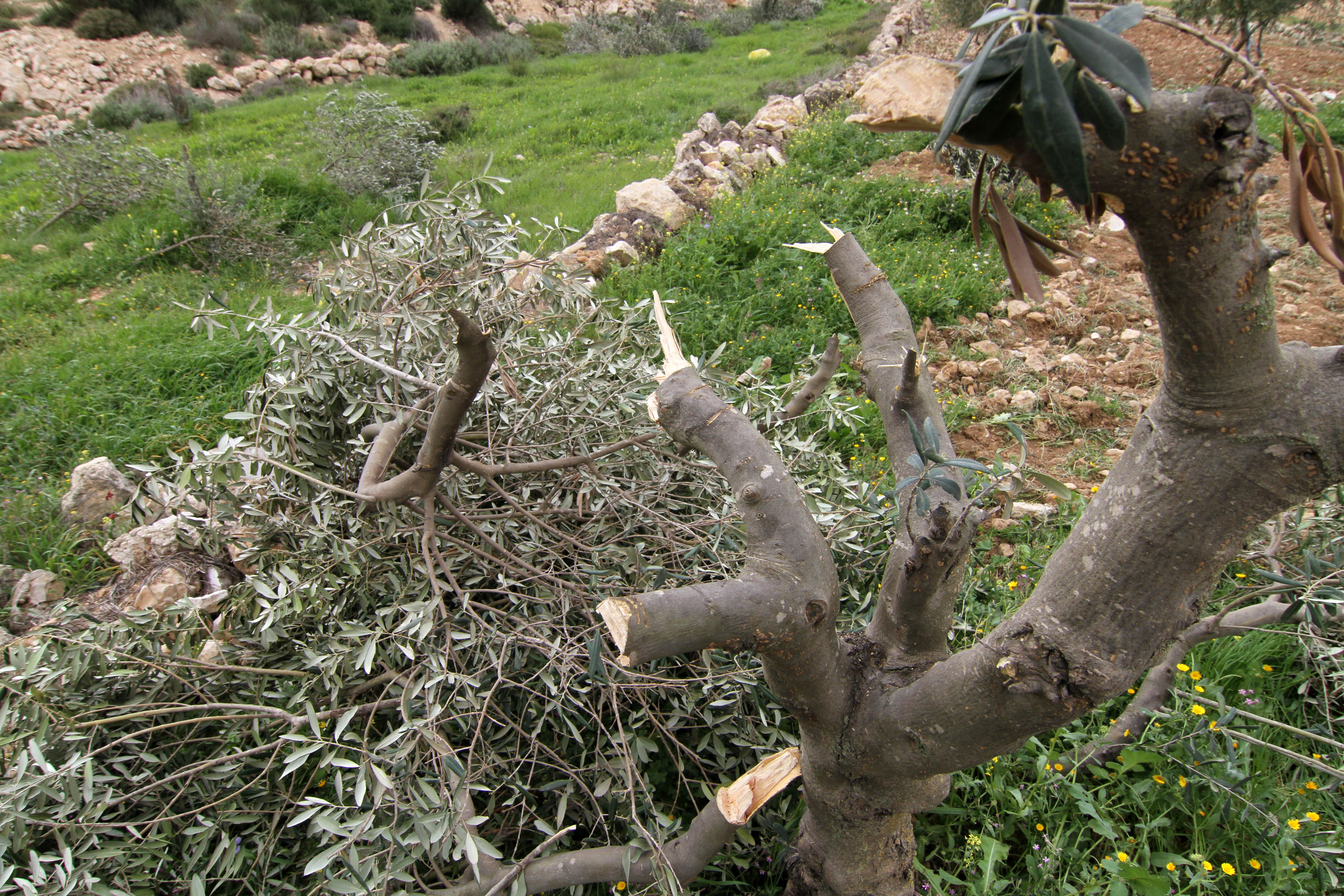 Des colons israéliens déracinent des plants d'oliviers au sud de Naplouse 