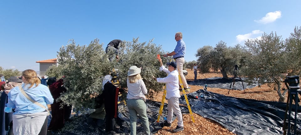 Des représentants des missions internationales aident les agriculteurs palestiniens à récolter les olives