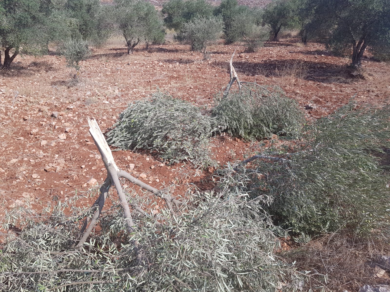 Des colons abattent des oliviers au nord de la Cisjordanie