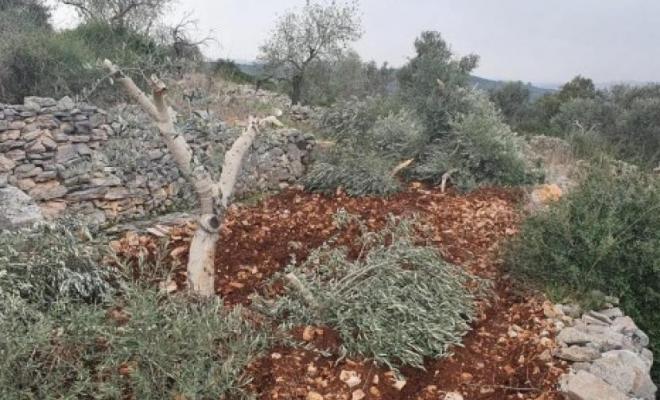 Les colons dévastent 40 oliviers près de Qalqiliya 
