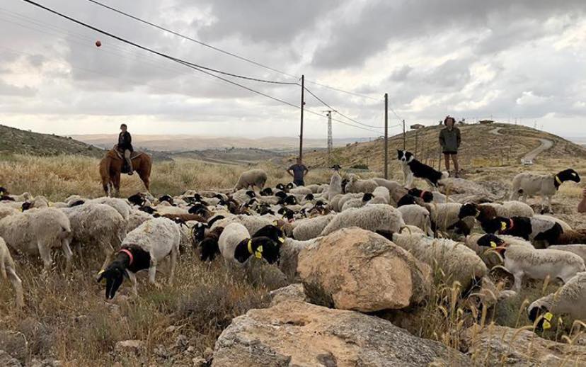 Des colons israéliens laissent paître leur bétail dans les cultures des citoyens dans la vallée du Jourdain
