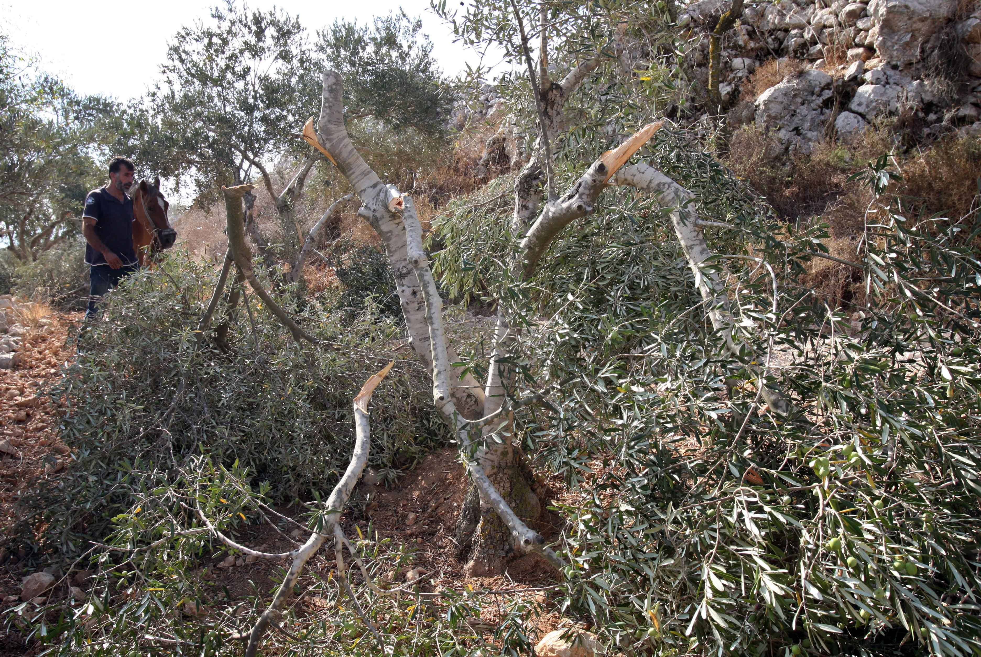 Les colons israéliens abattent des arbres et détruisent une serre agricole à Naplouse