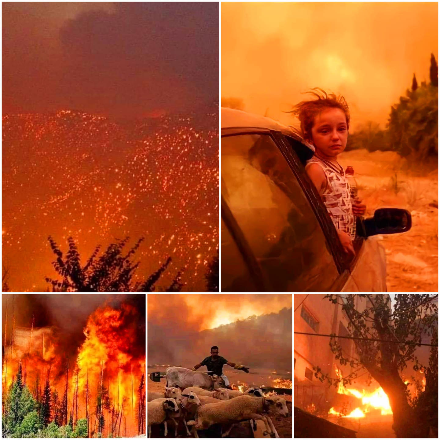 Plus de 40 décès à cause des incendies provoqués par la canicule en Algérie 