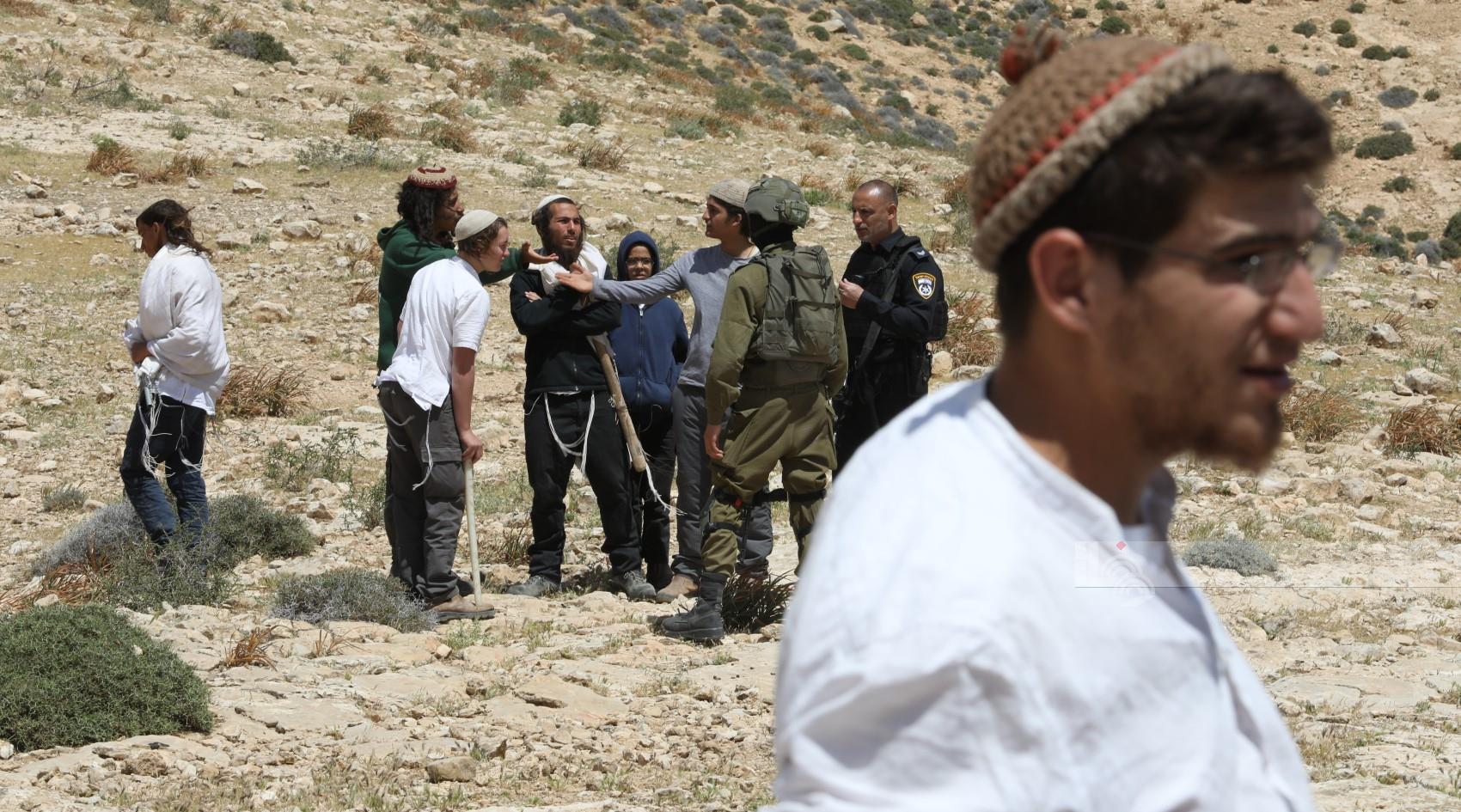 Des colons israéliens attaquent un site archéologique et relâchent du bétail dans les cultures agricoles à Hébron