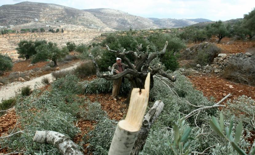 L'occupation déracine 1000 oliviers près de Qalqiliya  
