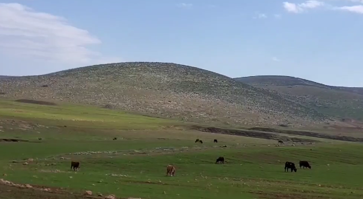 Les colons israéliens ont lâché leurs vaches sur les terres agricoles pour les détruire 