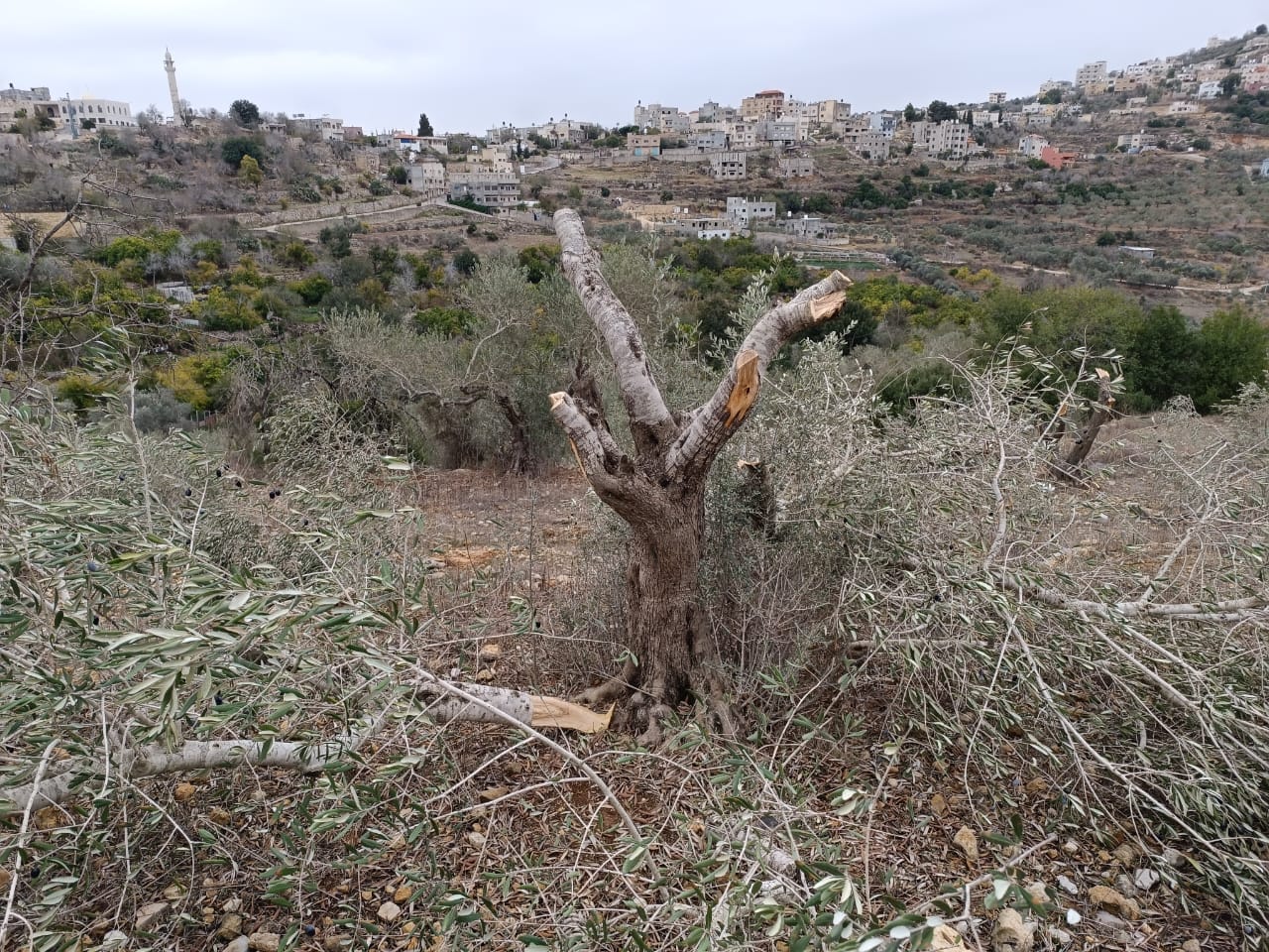 Des colons israéliens abattent 100 oliviers à l’est de Salfit 