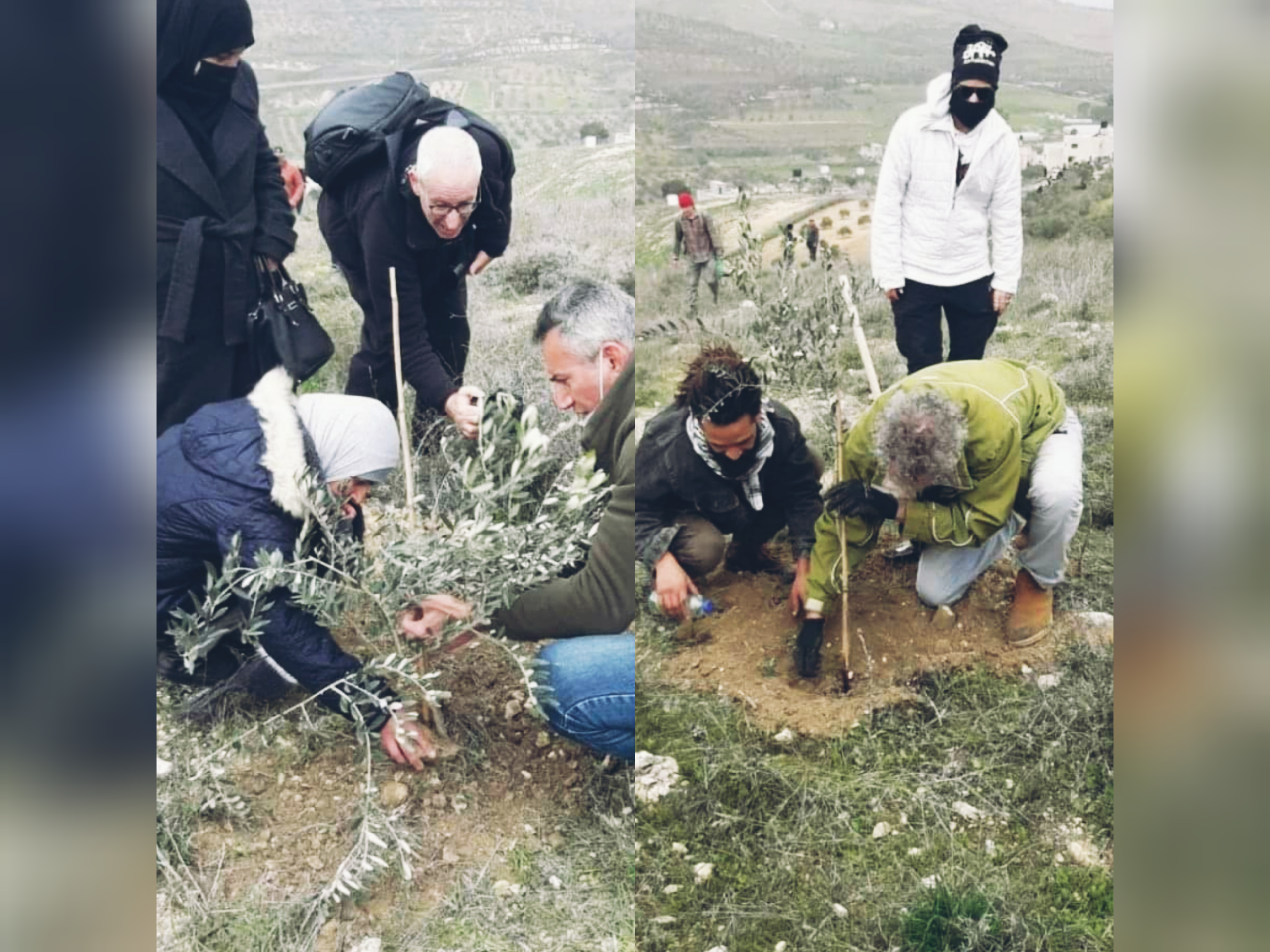 Des militants des droits de l'homme retournent à Burin pour planter des oliviers 