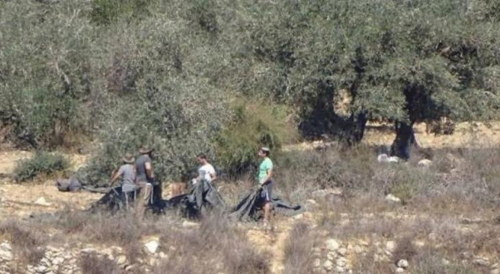 Des colons israéliens volent la récolte d’olives au sud de Naplouse
