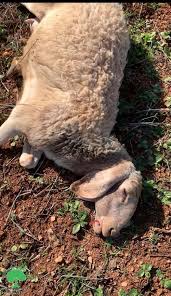 26 moutons meurent suite à l’empoisonnement des pâturages par des colons au sud d'Hébron