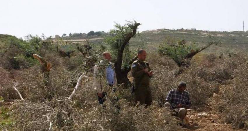 Des colons déracinent des arbres près de Ramallah