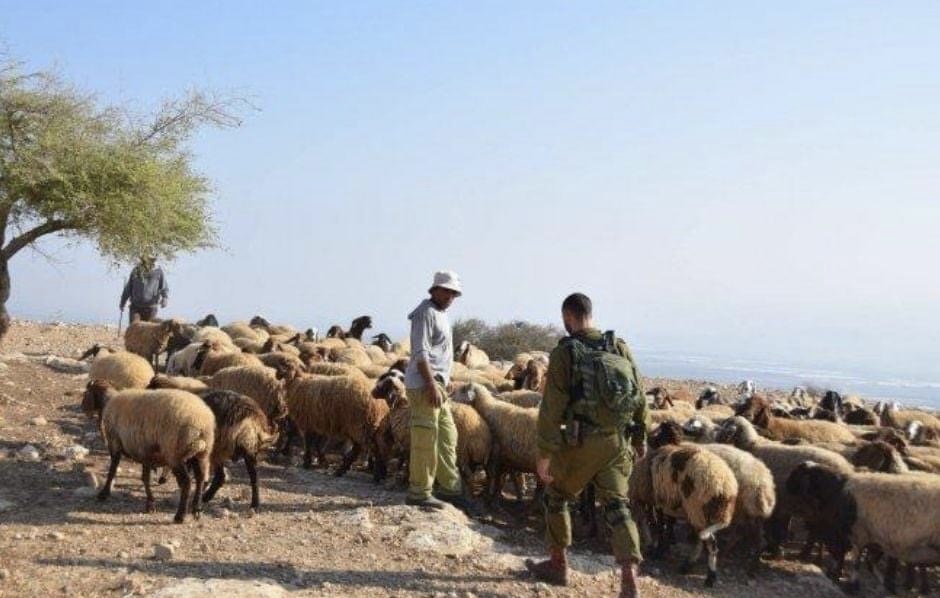 L’occupation oblige les bergers palestiniens à quitter leurs terres dans la Vallée du Jourdain