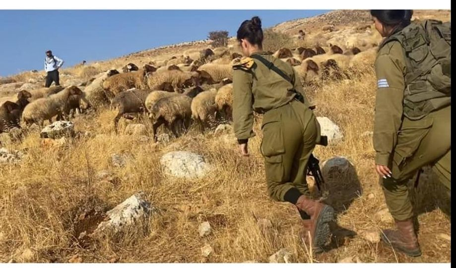 Un israélien démontre le racisme de l’armée de l’occupation contre les bergers palestiniens  