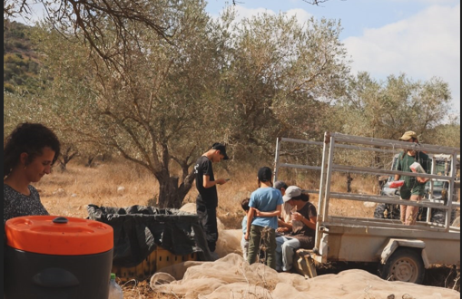 En pleine récolte des olives, de nouvelles attaques de colons signalées en Cisjordanie