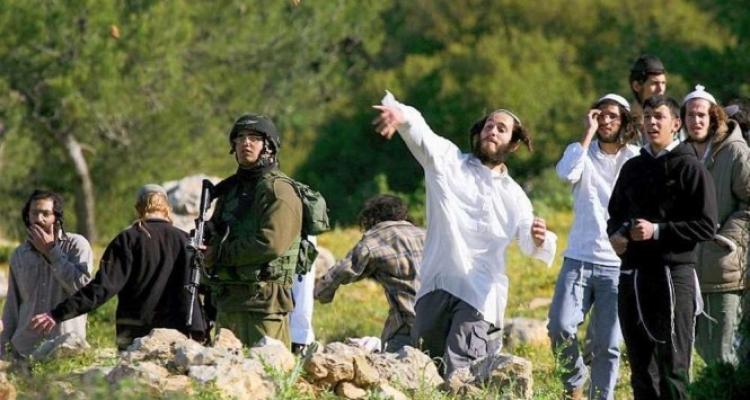 Des colons israéliens dévastent des récoltes d’été au nord d’Hébron