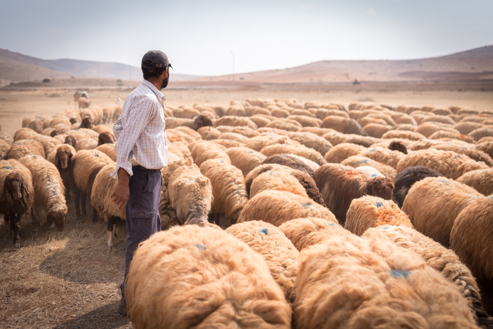 Les forces d'occupation arrêtent un enfant et volent 60 moutons à l'est de Bethléem   