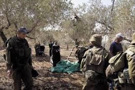 L'armée israélienne expulse les cueilleurs d'olives de leurs terres au sud de Naplouse et les attaque avec des bombes à gaz