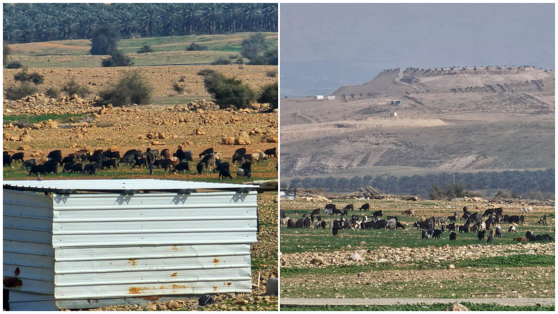 Des colons israéliens poursuivent le pâturage de leurs moutons près de la source d'Al-Auja