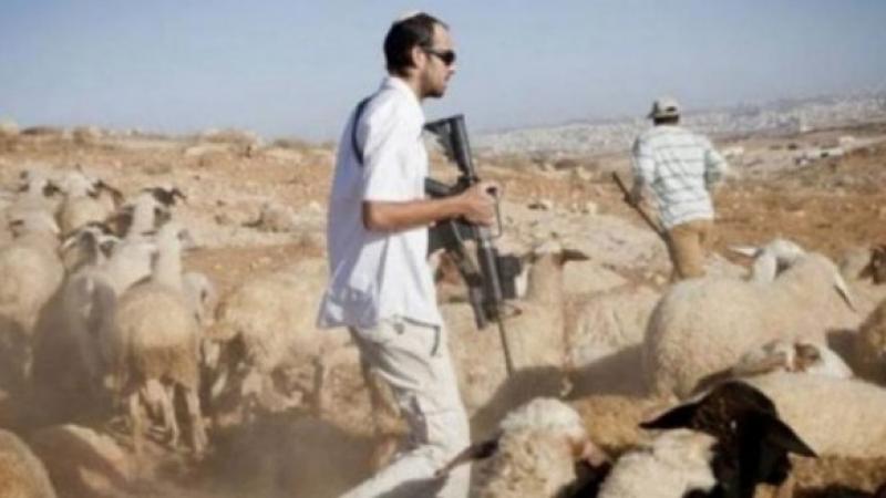 Les bergers palestiniens obligent les colons à quitter leurs terres à Masafer Yatta  