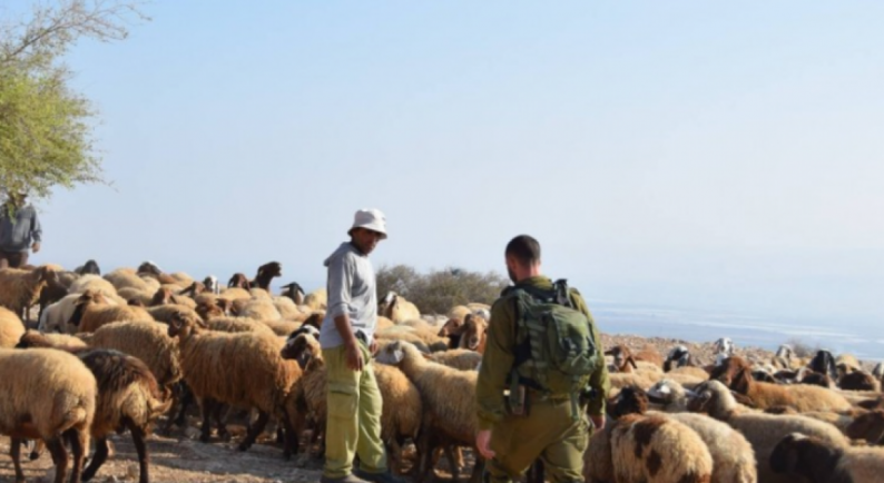 Les forces d’occupation s’emparent d’un troupeau de moutons à  Hébron
