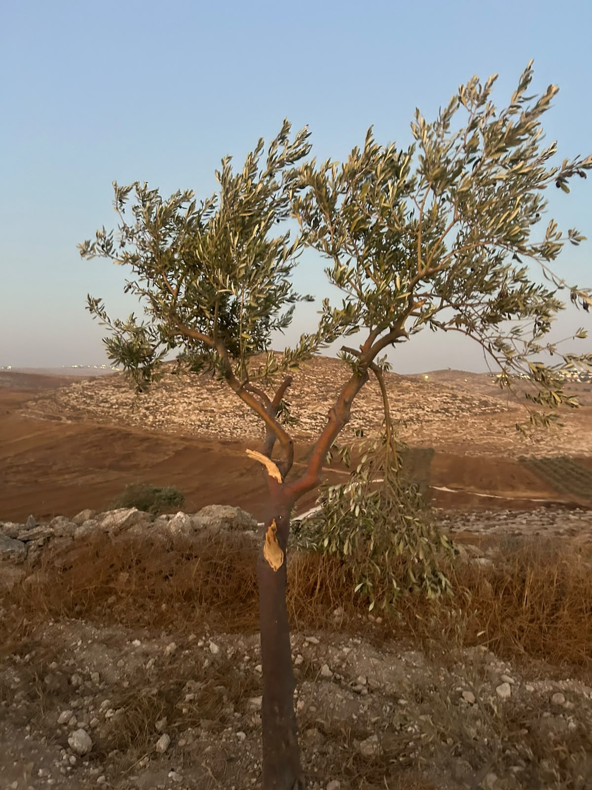 Un colon israélien casse les branches de cinq oliviers à Mikhmas, au nord de Jérusalem