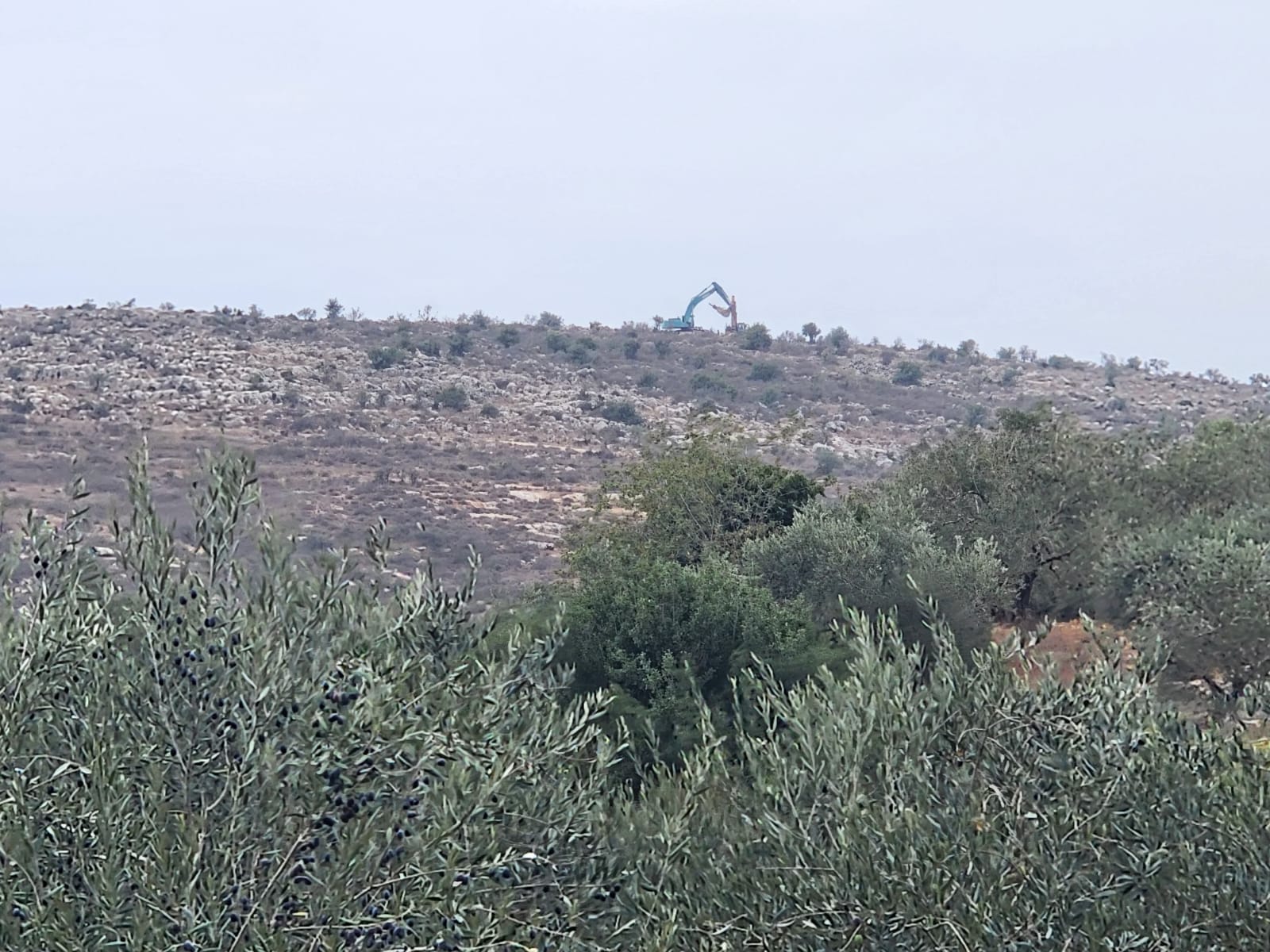 Salfit : les bulldozers de l’occupation poursuivent de ravager des dizaines de dunnums de terres  
