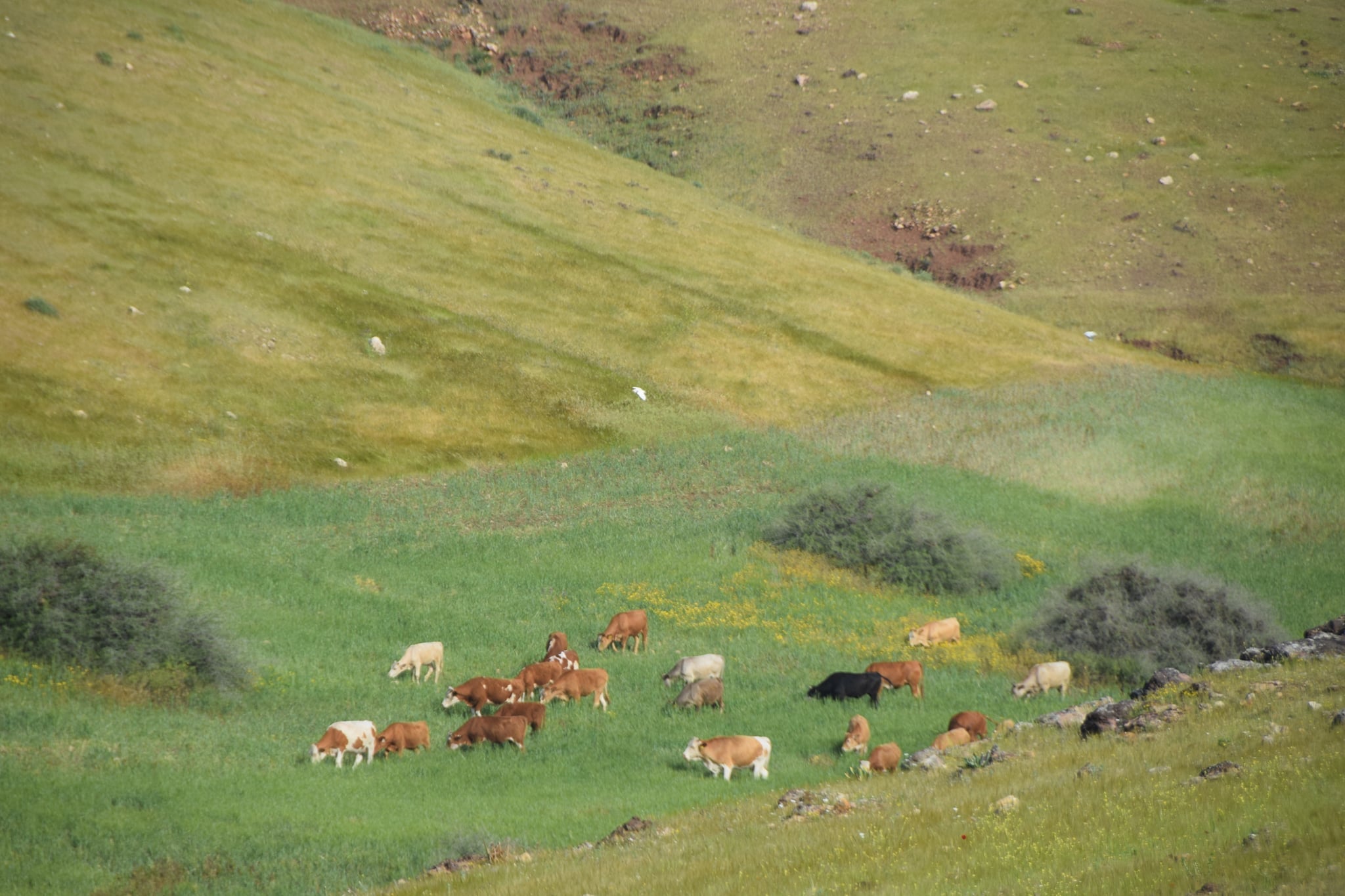Des colons lâchent un troupeau de vaches à Khallet Hamad, dans le nord de la vallée du Jourdain