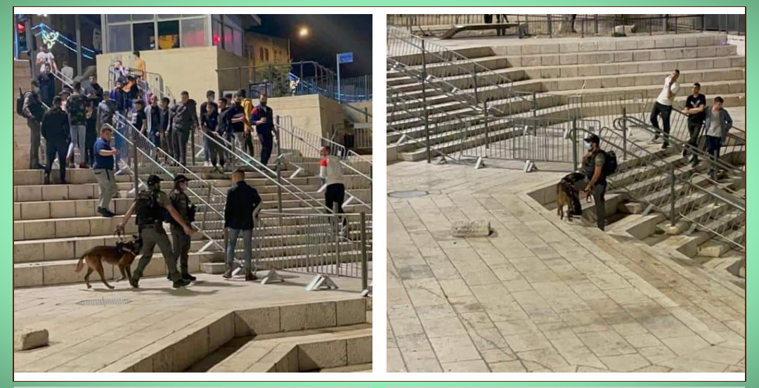 Mise à jour : Les forces d’occupation arrêtent un jeune Palestinien lors d’affrontements à Jérusalem
