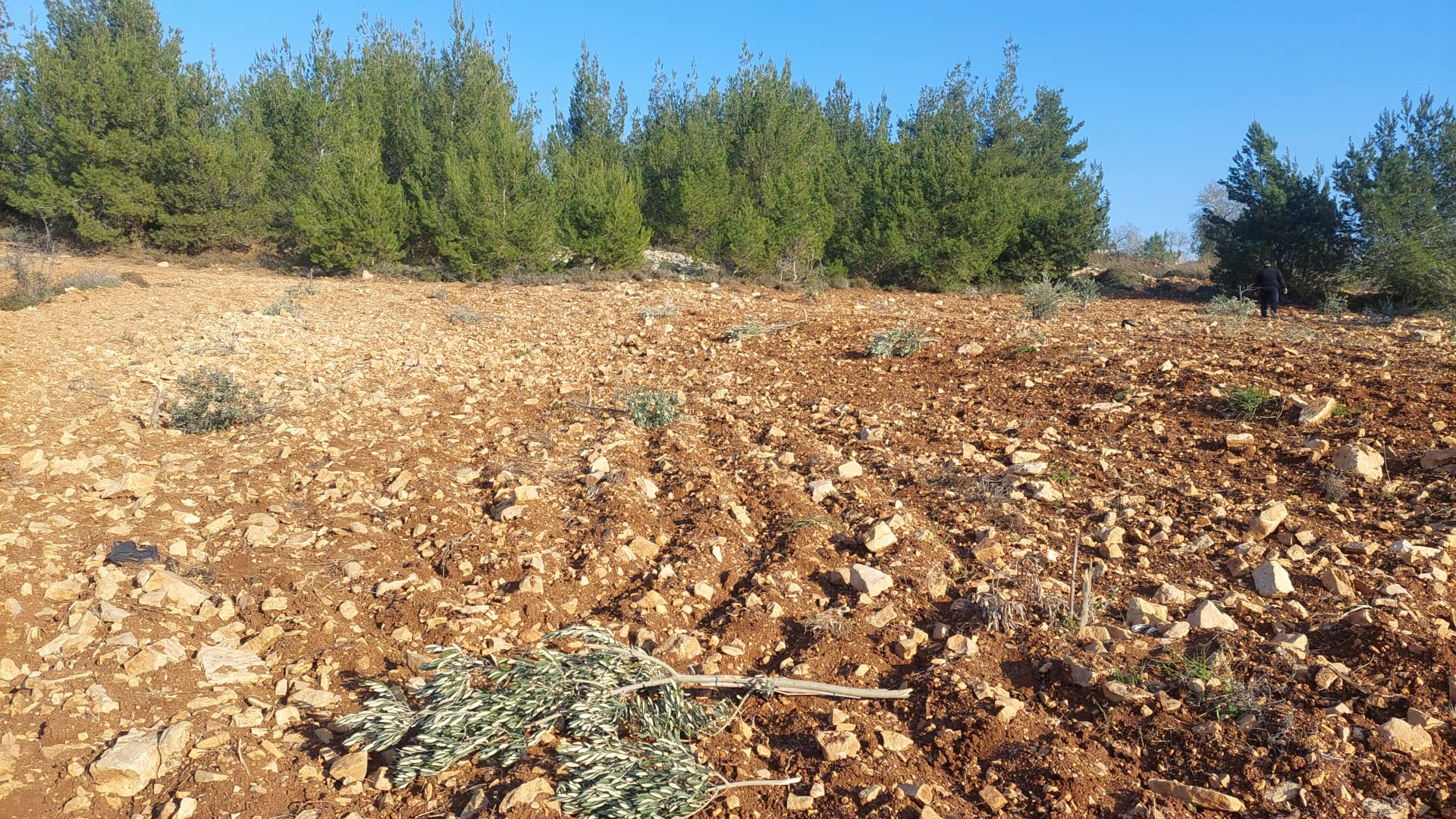 Des colons israéliens déracinent 50 plants d'oliviers au nord de Ramallah