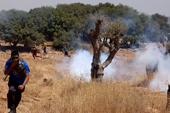  Des citoyens blessés et suffoqués lors de la répression israélienne d’une activité de récolter les olives
