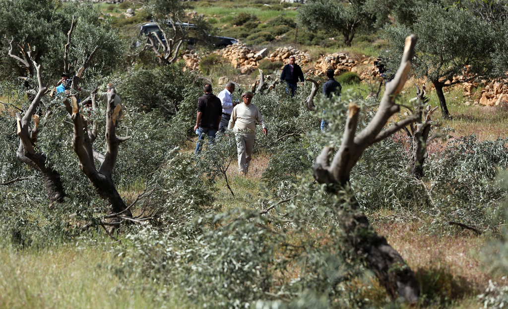 Les colons dévastent 350 oliviers près de Qalqiliya  