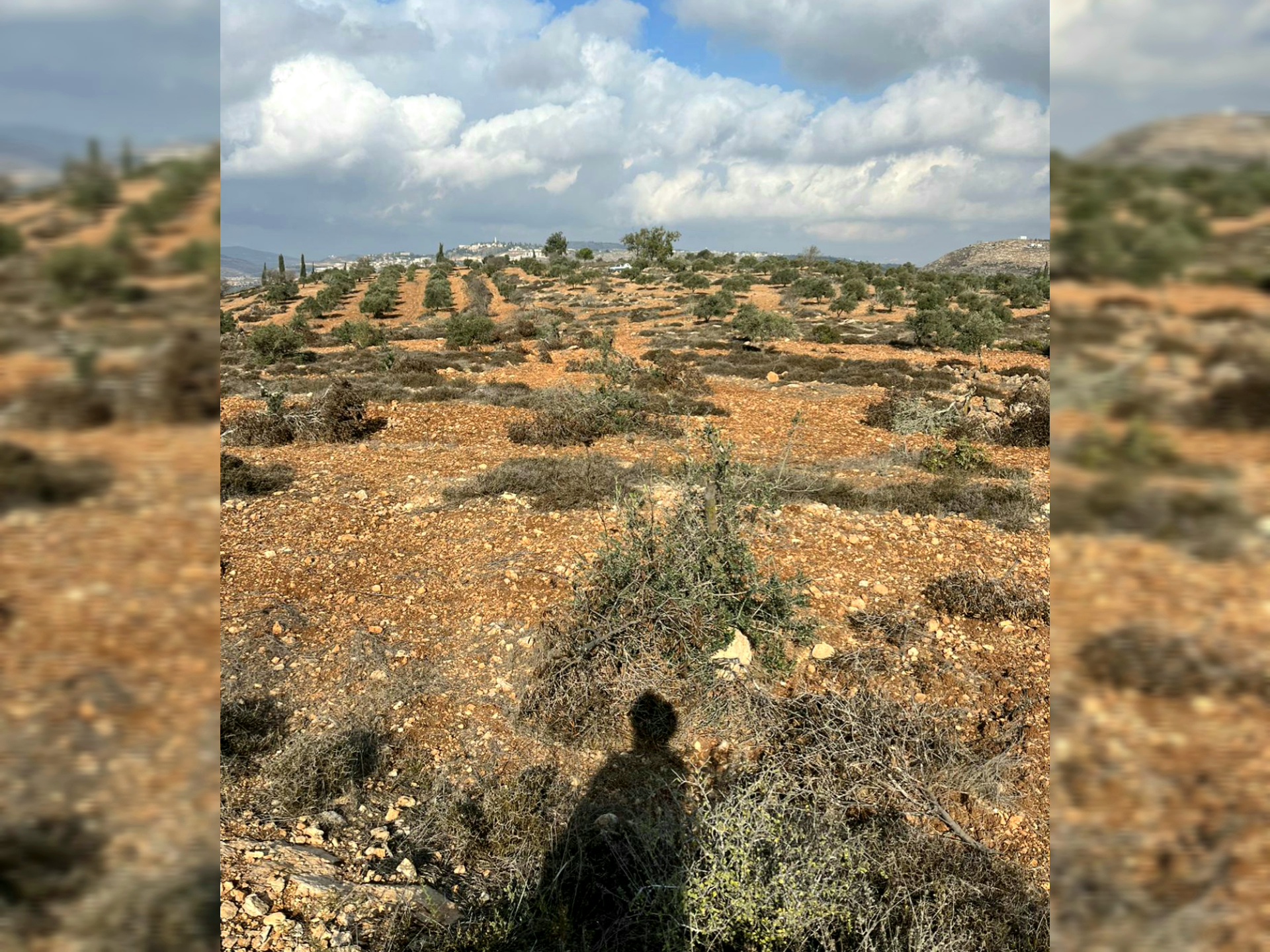 100 oliviers palestiniens abattus par des colons israéliens à Ramallah