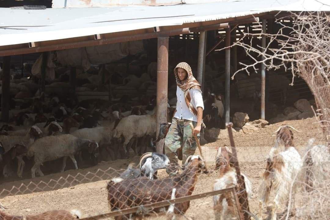 Des colons israéliens volent un troupeau de moutons au sud-est de Naplouse