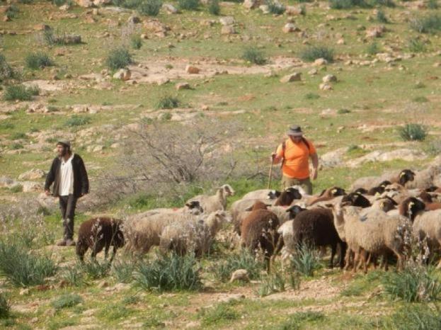 Des colons brûlent deux tentes et volent des moutons à l'est de Ramallah