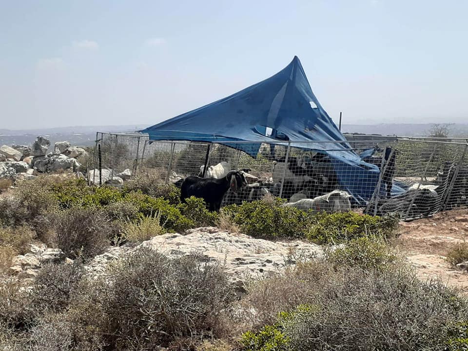 Des colons installent des tentes sur les terres Palestiniennes près de Salfit pour les saisir