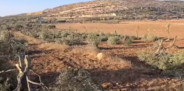 Des colons coupent 120 oliviers au nord-est de Ramallah