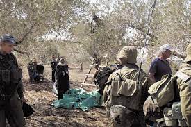 Des colons volent une récolte d'olives dans un véhicule retenu par l'armée d'occupation près de Ya'bad