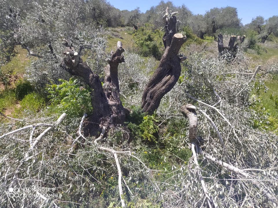 Des colons déracinent des arbres au sud-est de Bethléem