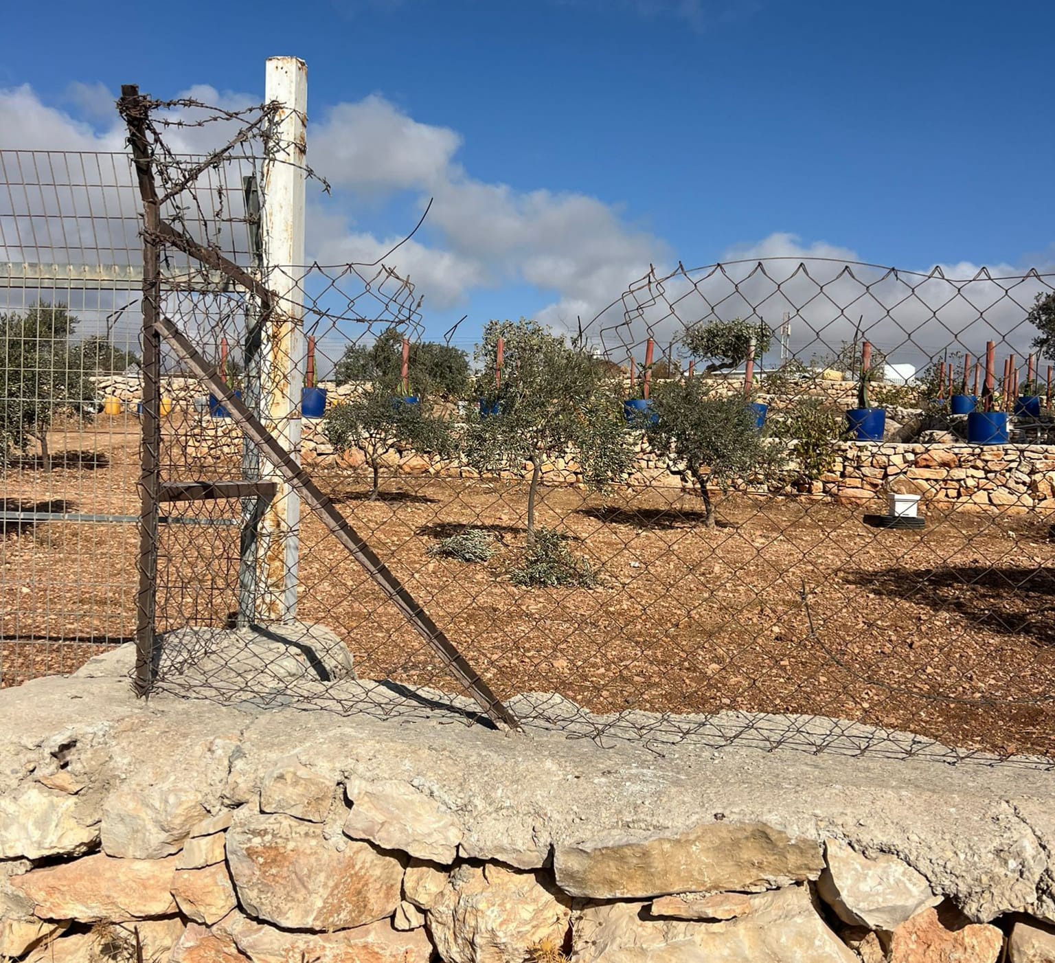 Des colons détruisent des arbres à l'est de Ramallah