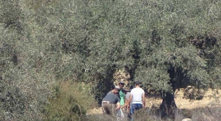Naplouse: des colons volent du matériel de récolte d'olives dans des terres palestiniennes