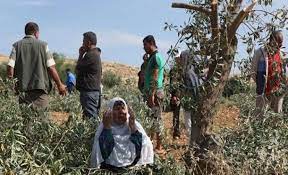 Les forces d'occupation empêchent les citoyens de cueillir leurs olives à l'ouest de Bethléem.   