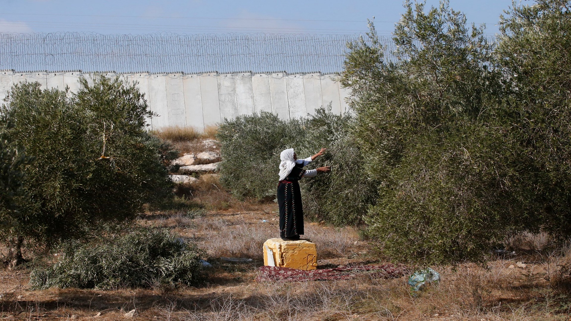 Naplouse : l’occupation oblige les cueilleurs d’olives palestiniens à quitter leurs terres  