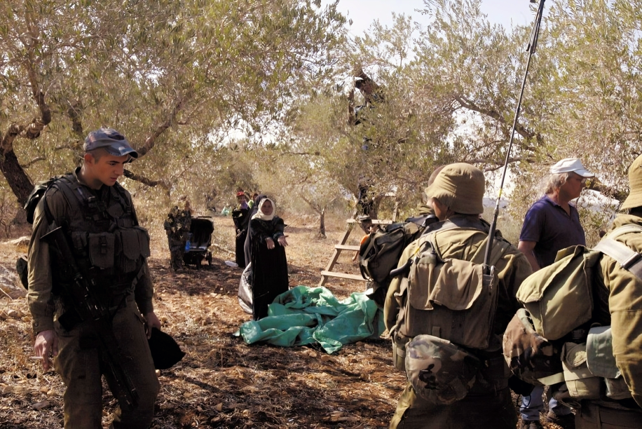 L'armée israélienne vole la récolte d'olive et s'empare du matériel de cueillette à  Salfit