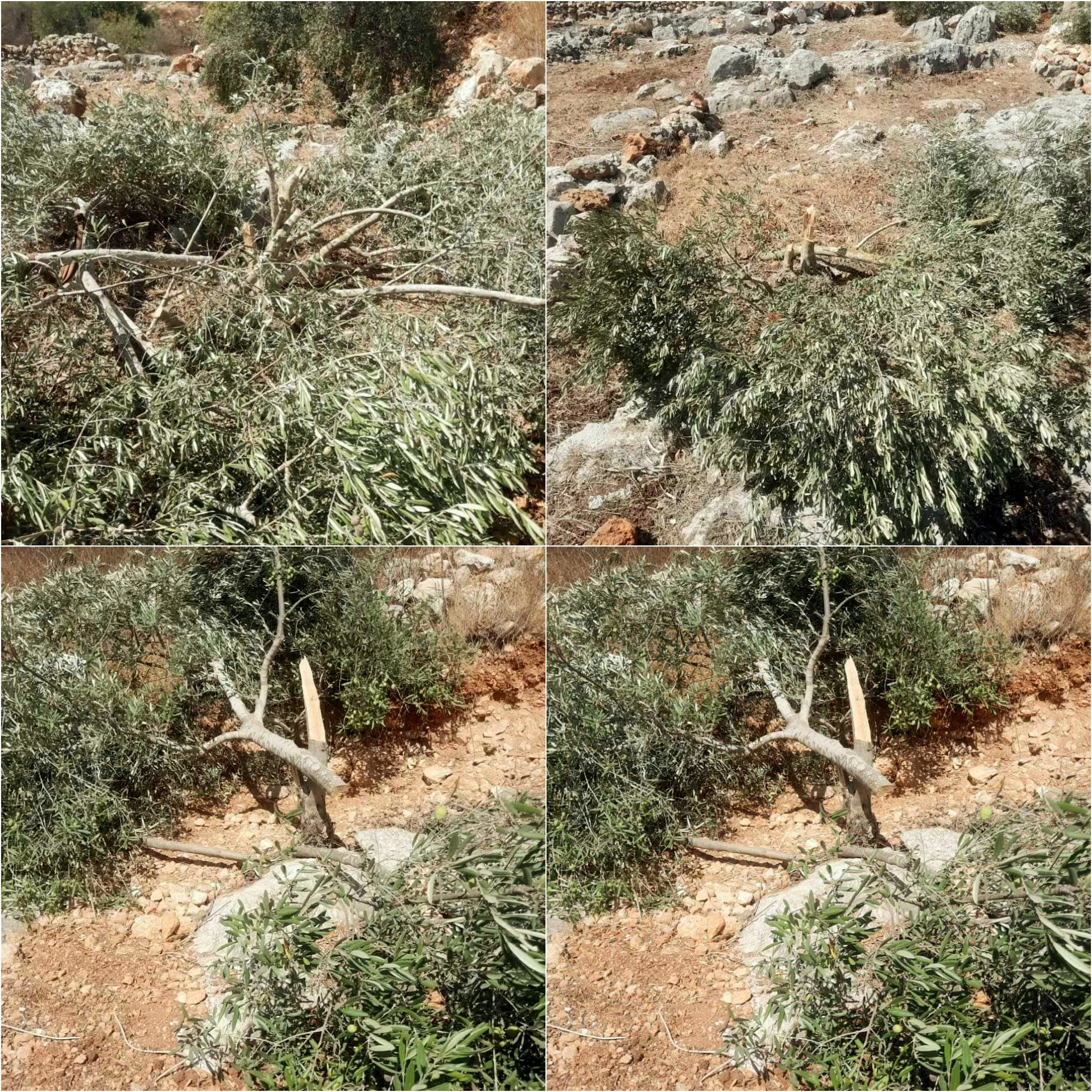 Exactions commises par les forces d'occupation et les colons en Palestine occupée.