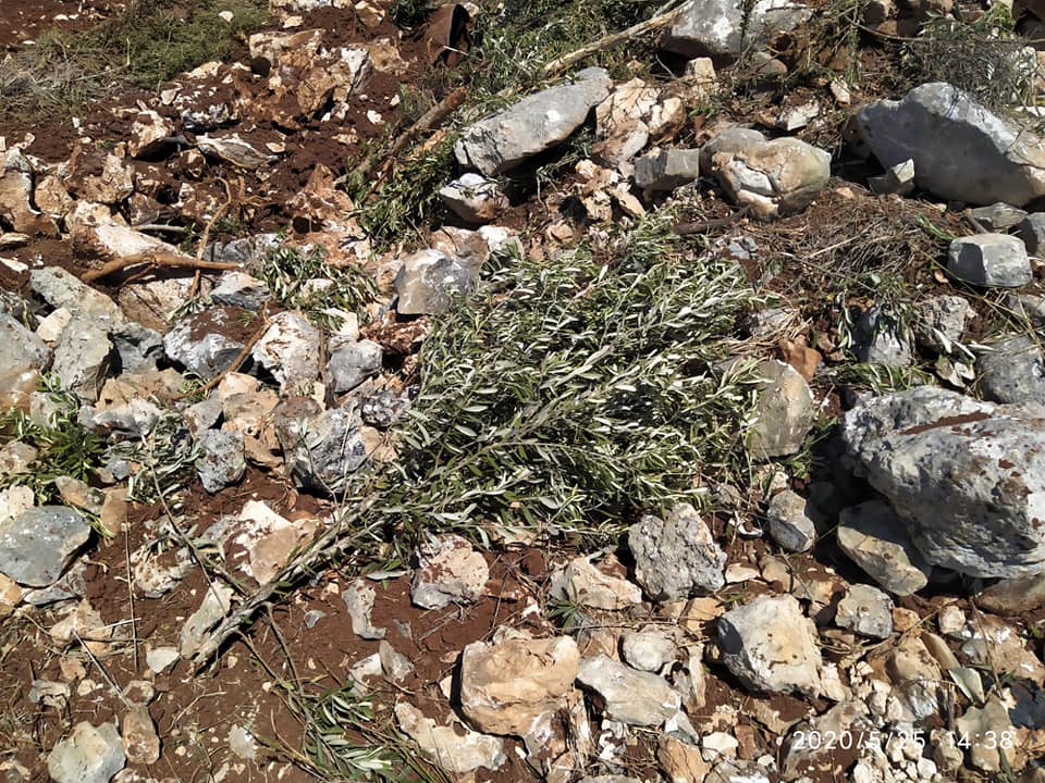 Les colons déracinent 400 plants d’olives près de Naplouse 