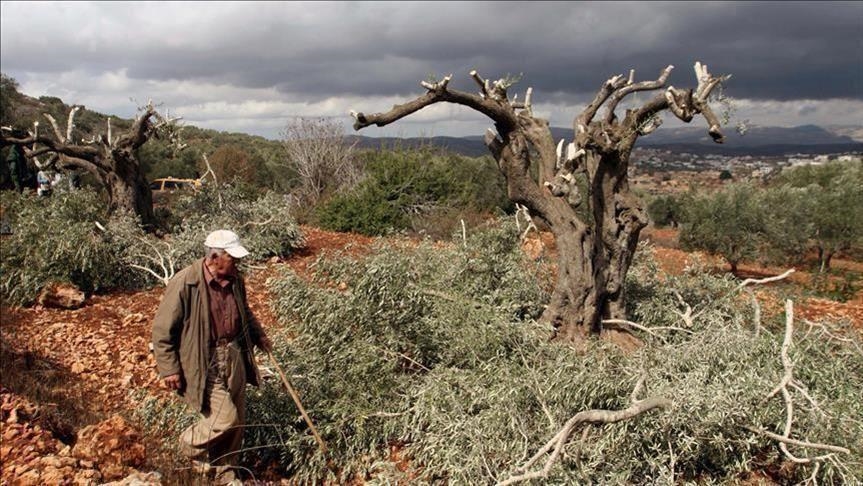 Cisjordanie : les colons brûlent des dunums de terres et attaquent les agriculteurs 