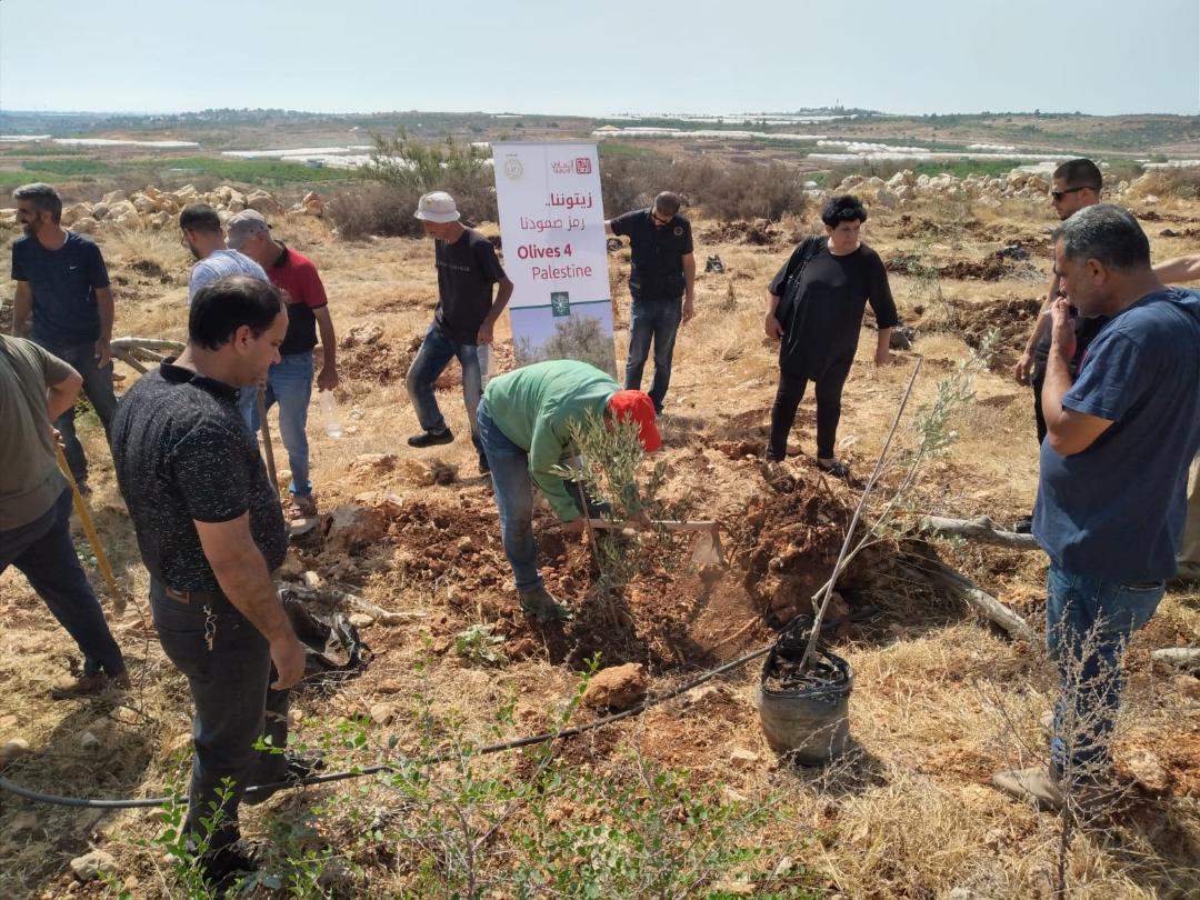Plantation d'oliviers sur des terres menacées de la confiscation par les autorités israéliennes