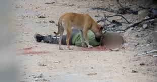 Al-Haq : Exécuter des civils et laisser leurs corps dévorés par des chiens est une nouvelle preuve qu'Israël commet un génocide à Gaza.
